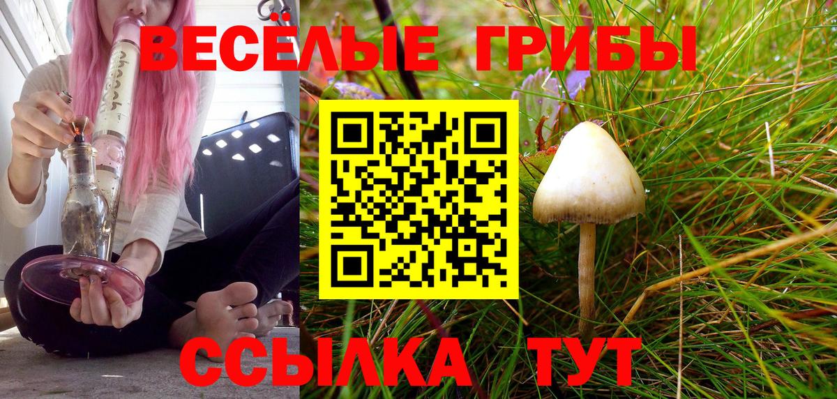 Псилоцибиновые грибы Cubensis  Вход с VPN  Людиново  Псилоцибиновые грибы прущие грибы 